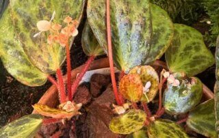 Begonia blancii (forme tachetée), Bégoniacées, Exposition Automne tropical Feuillages en couleurs, grandes serres du Jardin des Plantes, Paris 5e (75)