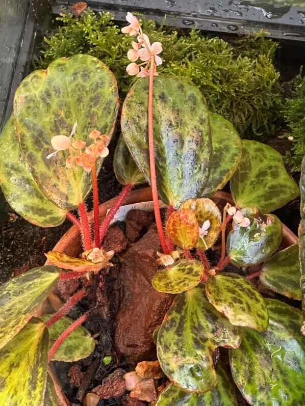 Begonia blancii (forme tachetée), Bégoniacées, Exposition Automne tropical Feuillages en couleurs, grandes serres du Jardin des Plantes, Paris 5e (75)