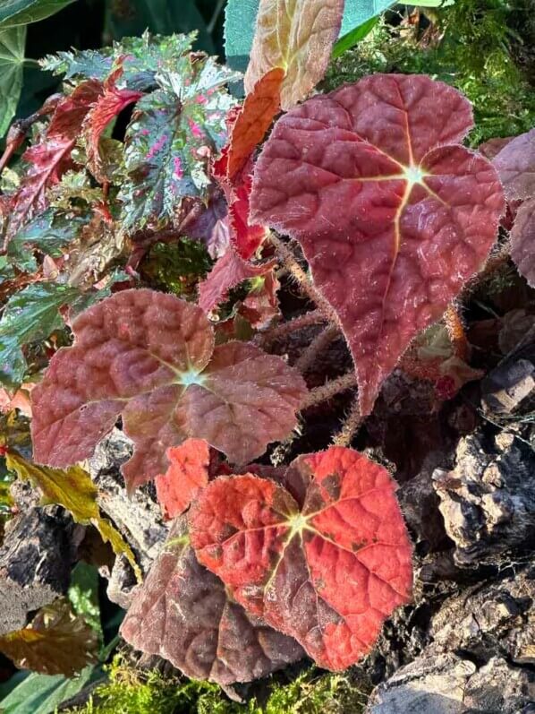 Begonia, Bégoniacées, Exposition Automne tropical Feuillages en couleurs, grandes serres du Jardin des Plantes, Paris 5e (75)