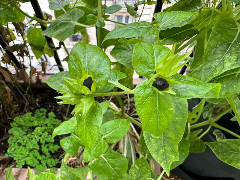 Graines de belle-de-nuit (Mirabilis jalapa) sur mon balcon parisien, Paris 19e (75)