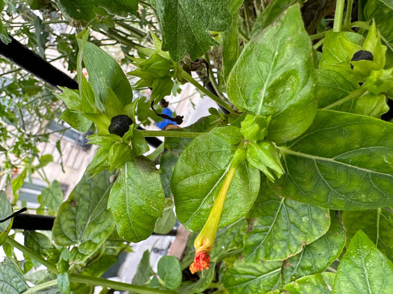 Graines de belle-de-nuit (Mirabilis jalapa) sur mon balcon parisien, Paris 19e (75)