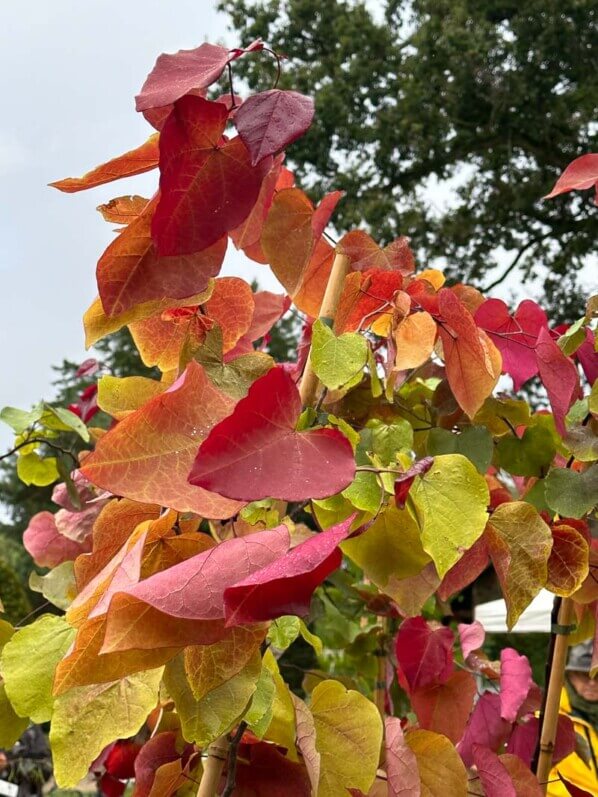 Cercis canadensis 'Eternal Flame', Fête des plantes automne, Domaine de Saint-Jean de Beauregard, Saint-Jean de Beauregard (91)