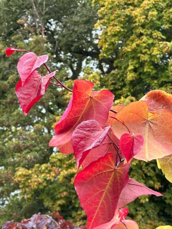 Cercis canadensis 'Eternal Flame', Fête des plantes automne, Domaine de Saint-Jean de Beauregard, Saint-Jean de Beauregard (91)