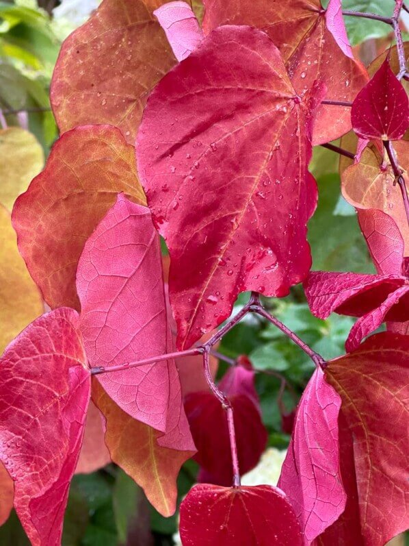 Cercis canadensis 'Eternal Flame', Fête des plantes automne, Domaine de Saint-Jean de Beauregard, Saint-Jean de Beauregard (91)