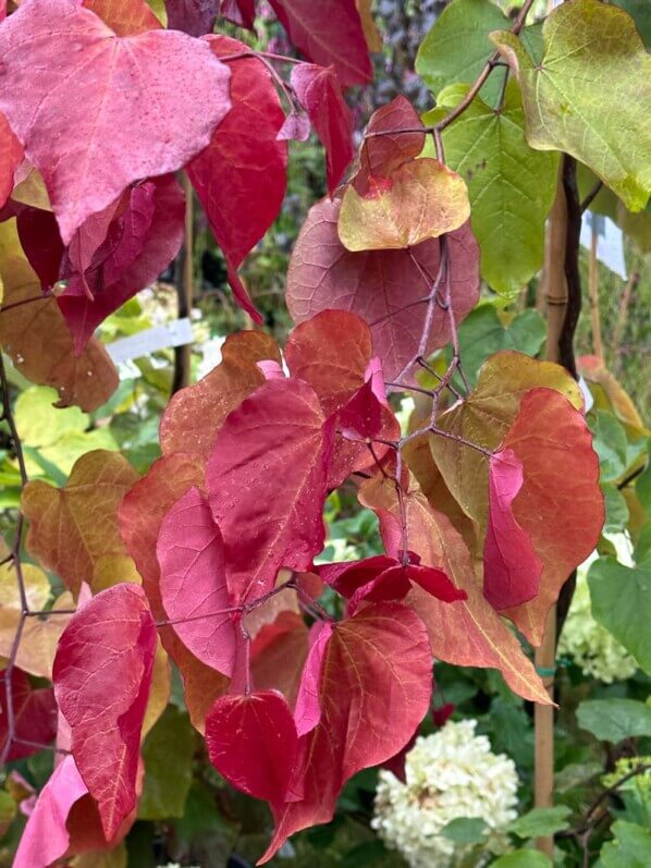 Cercis canadensis 'Eternal Flame', Fête des plantes automne, Domaine de Saint-Jean de Beauregard, Saint-Jean de Beauregard (91)