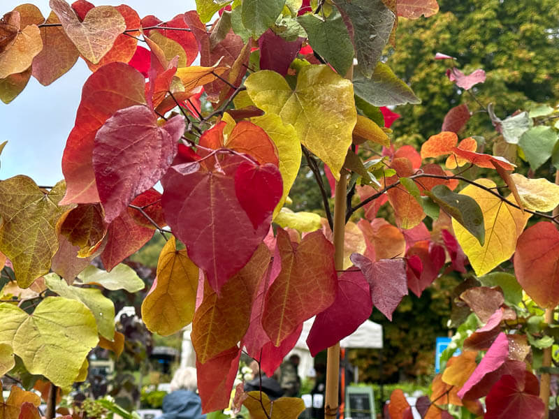 Cercis canadensis 'Eternal Flame', Fête des plantes automne, Domaine de Saint-Jean de Beauregard, Saint-Jean de Beauregard (91)