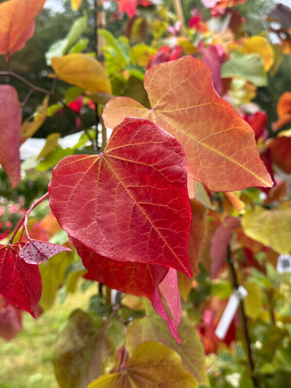 Cercis canadensis 'Eternal Flame', Fête des plantes automne, Domaine de Saint-Jean de Beauregard, Saint-Jean de Beauregard (91)