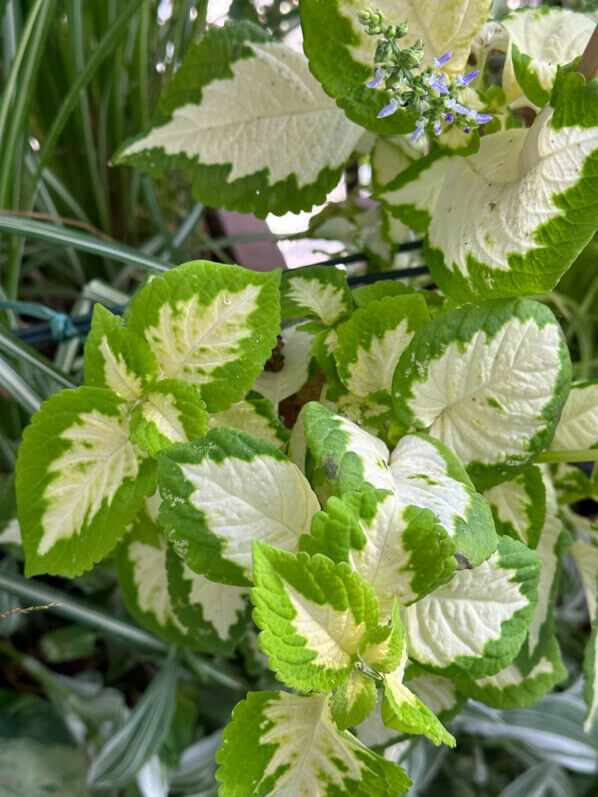 Coléus (Solenostemon) en automne sur mon balcon, Paris 19e (75)