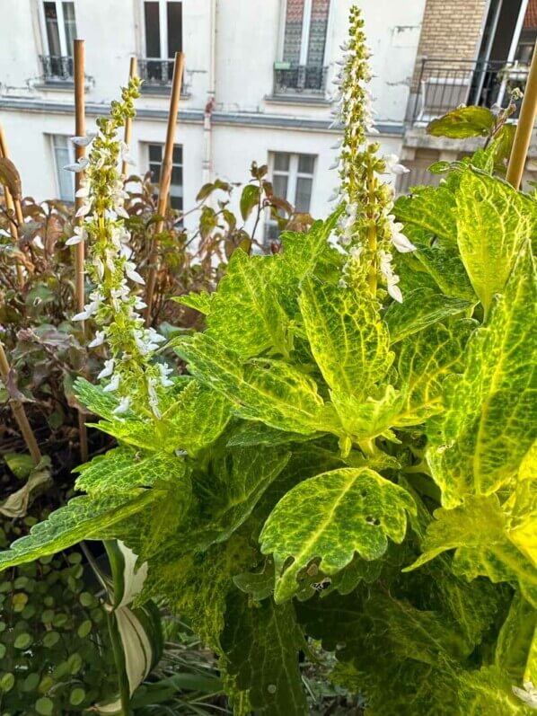 Coléus (Solenostemon) en automne sur mon balcon, Paris 19e (75)