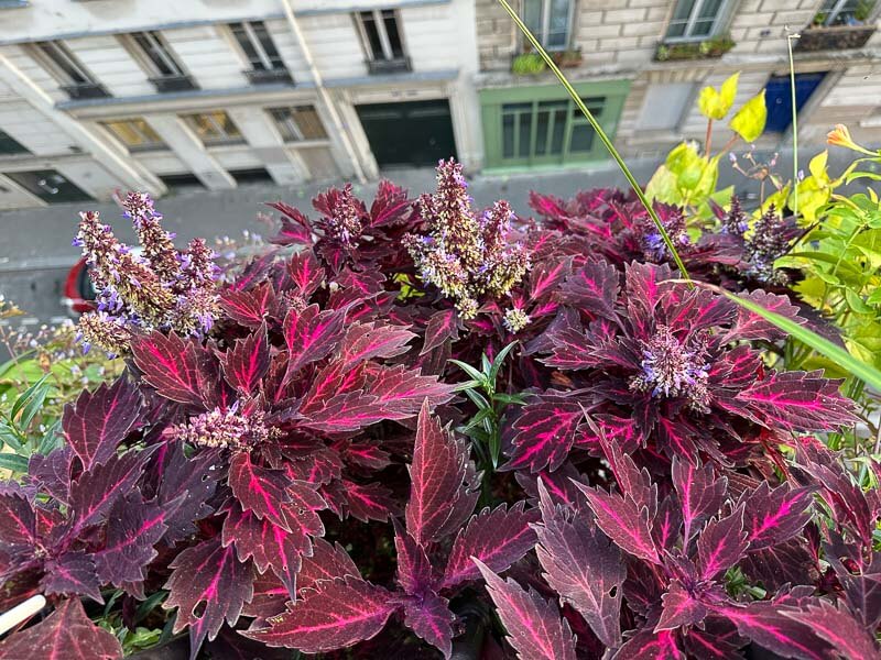 Lire la suite à propos de l’article Les coléus font toujours leur show sur mon balcon parisien à la mi octobre