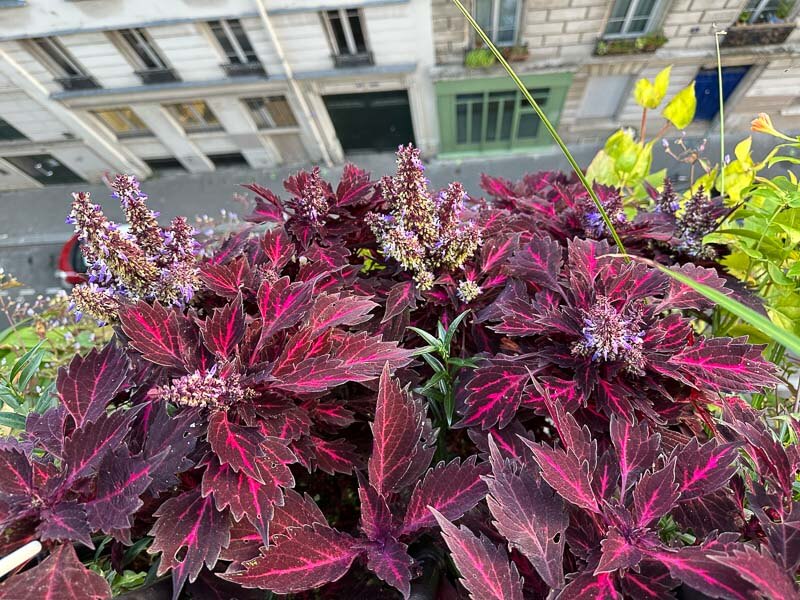 Coléus (Solenostemon) en automne sur mon balcon, Paris 19e (75)