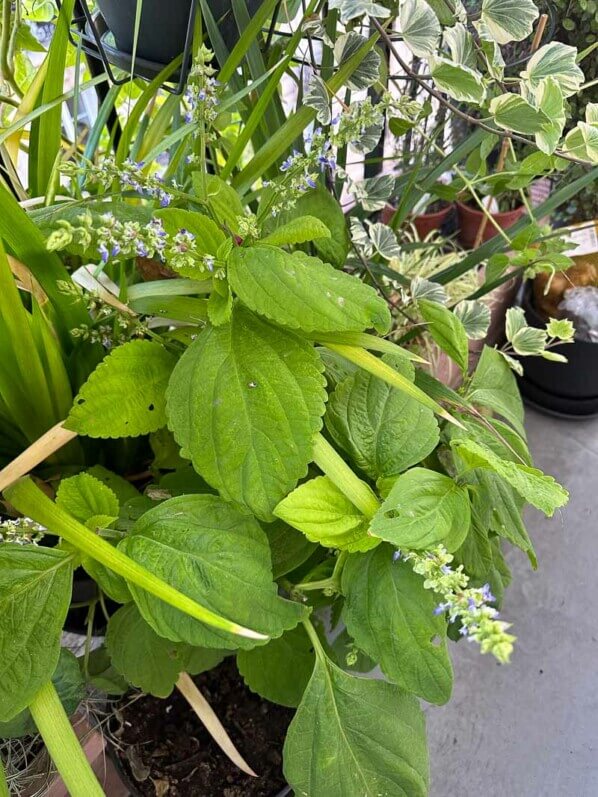 Coléus (Solenostemon) en automne sur mon balcon, Paris 19e (75)