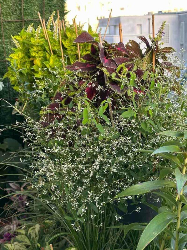 Coléus (Solenostemon) en automne sur mon balcon, Paris 19e (75)