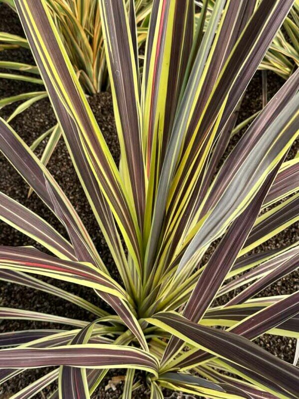 Cordyline banksii 'Electric Flash', Summer trials, Voltz Horticulture