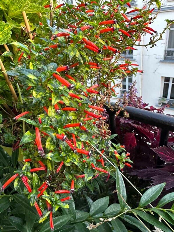 Cuphea ignea 'Aurea' en automne sur mon balcon, Paris 19e (75)