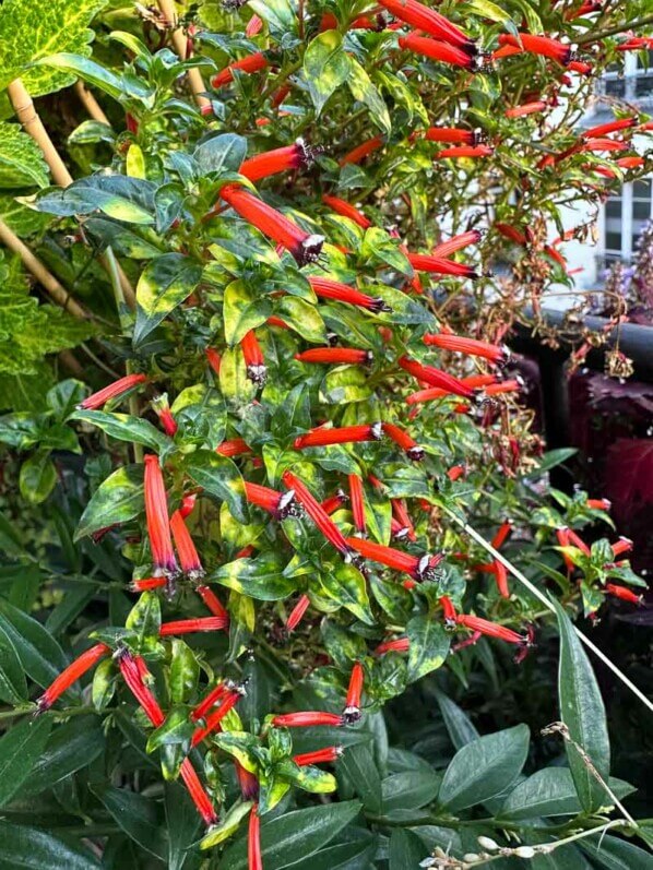 Cuphea ignea 'Aurea' en automne sur mon balcon, Paris 19e (75)