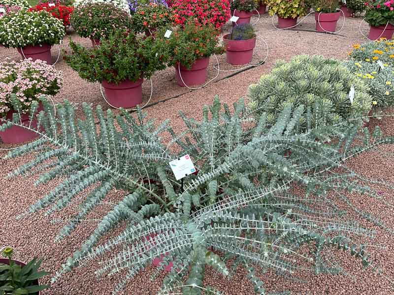 Eucalyptus pulverulenta 'Baby Blue Bouquet', Summer trials, Voltz Horticulture