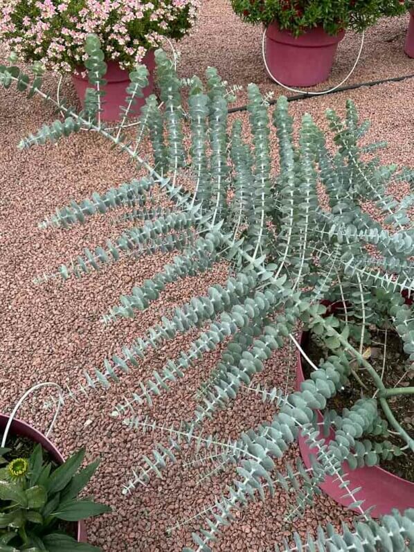 Eucalyptus pulverulenta 'Baby Blue Bouquet', Summer trials, Voltz Horticulture
