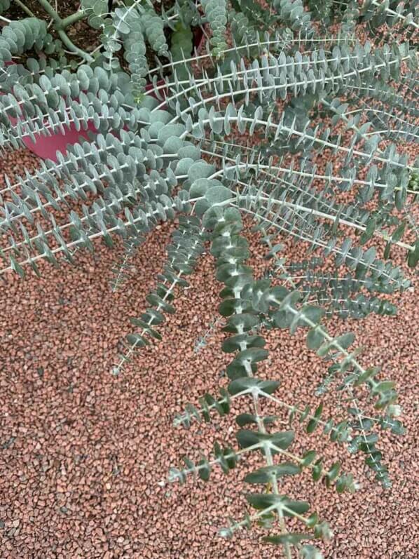 Eucalyptus pulverulenta 'Baby Blue Bouquet', Summer trials, Voltz Horticulture