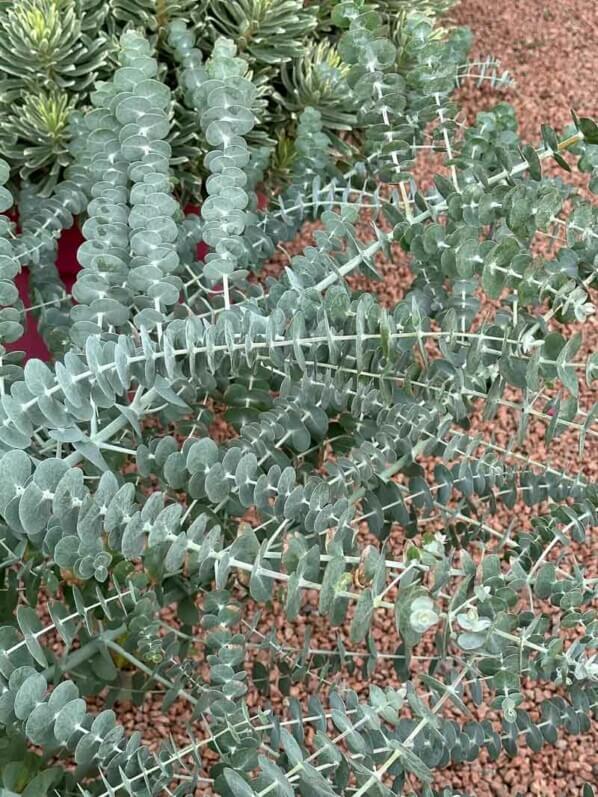 Eucalyptus pulverulenta 'Baby Blue Bouquet', Summer trials, Voltz Horticulture