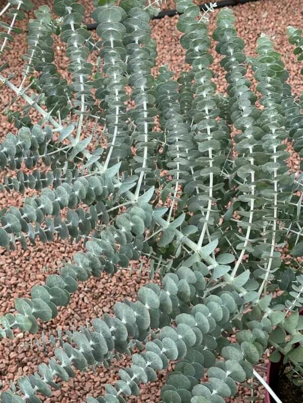 Eucalyptus pulverulenta 'Baby Blue Bouquet', Summer trials, Voltz Horticulture