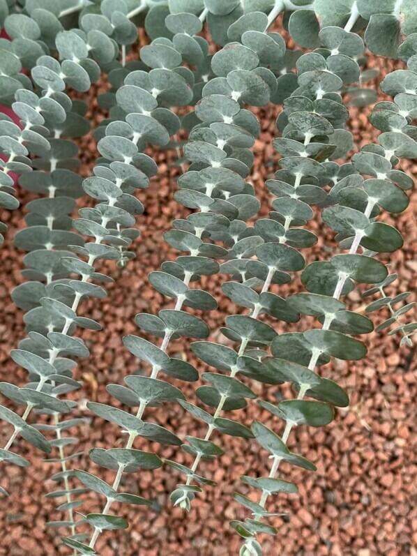 Eucalyptus pulverulenta 'Baby Blue Bouquet', Summer trials, Voltz Horticulture