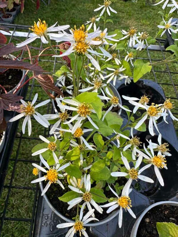 Aster schreberi (Eurybia schreberi), Astéracées, Journées des Plantes de Chantilly, Domaine de Chantilly, Chantilly (60)