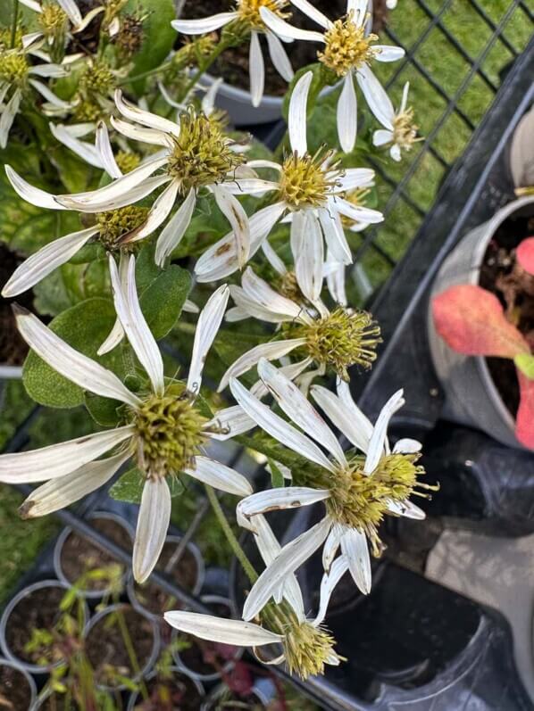 Aster schreberi (Eurybia schreberi), Astéracées, Journées des Plantes de Chantilly, Domaine de Chantilly, Chantilly (60)