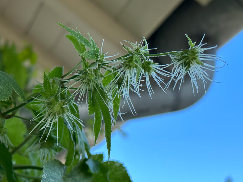 Floraison du houblon panaché en automne sur mon balcon, Paris 19e (75)