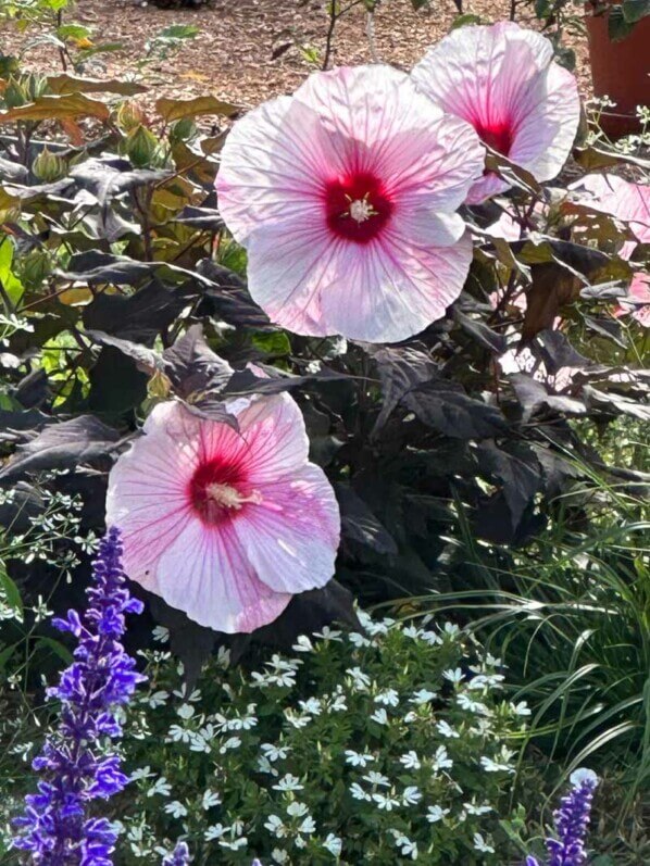 Hibiscus moscheutos Summerific 'Dark Mystery', Summer trials, Voltz Horticulture