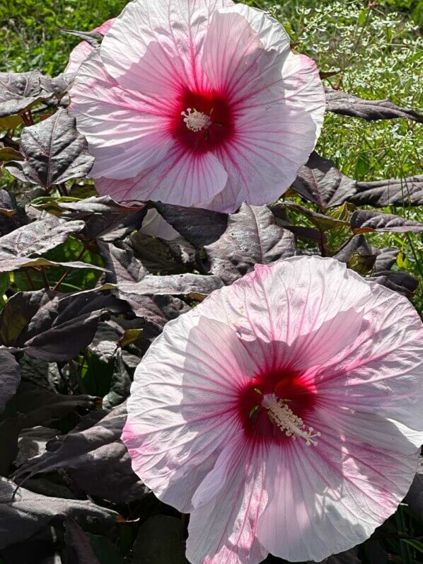 Hibiscus moscheutos Summerific 'Dark Mystery', Summer trials, Voltz Horticulture