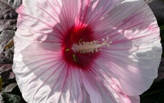 Hibiscus moscheutos Summerific 'Dark Mystery', Summer trials, Voltz Horticulture