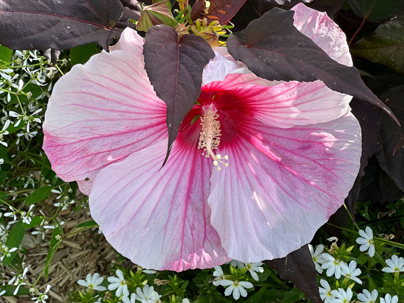 Hibiscus moscheutos Summerific 'Dark Mystery', Summer trials, Voltz Horticulture