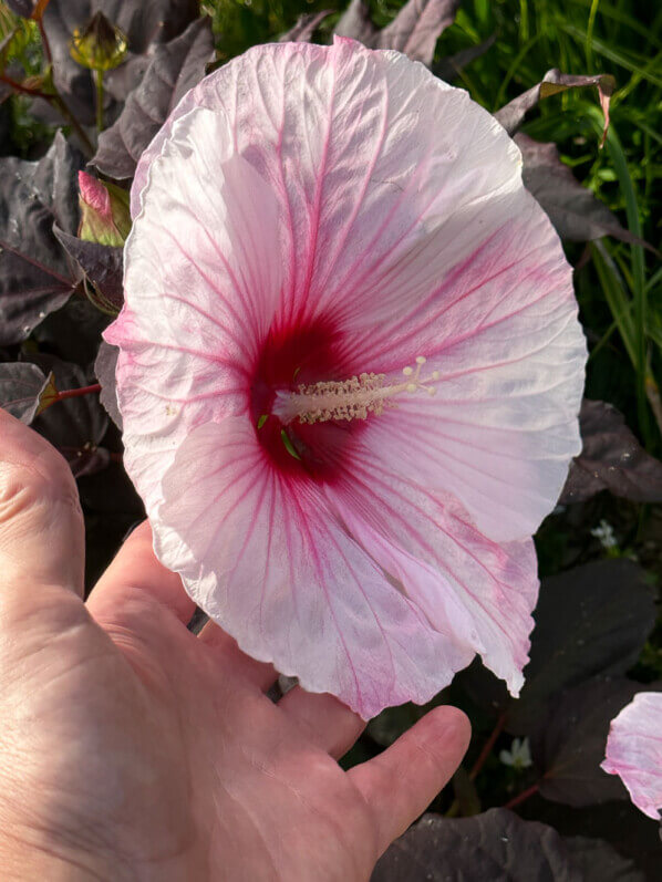 Hibiscus moscheutos Summerific 'Dark Mystery', Summer trials, Voltz Horticulture