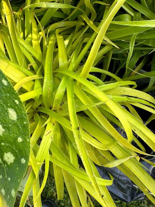 Luzula sylvatica 'Solar Flare', Journées des Plantes de Chantilly, Domaine de Chantilly, Chantilly (60)