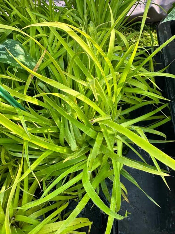 Lire la suite à propos de l’article Luzula sylvatica ‘Solar Flare’, un de mes achats lors des Journées des Plantes de Chantilly