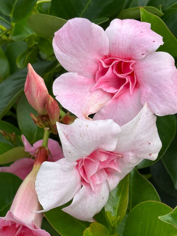 Mandevilla Sundaville Double Blush Pink, Voltz Horticulture