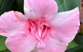 Mandevilla Sundaville Double Blush Pink, Voltz Horticulture