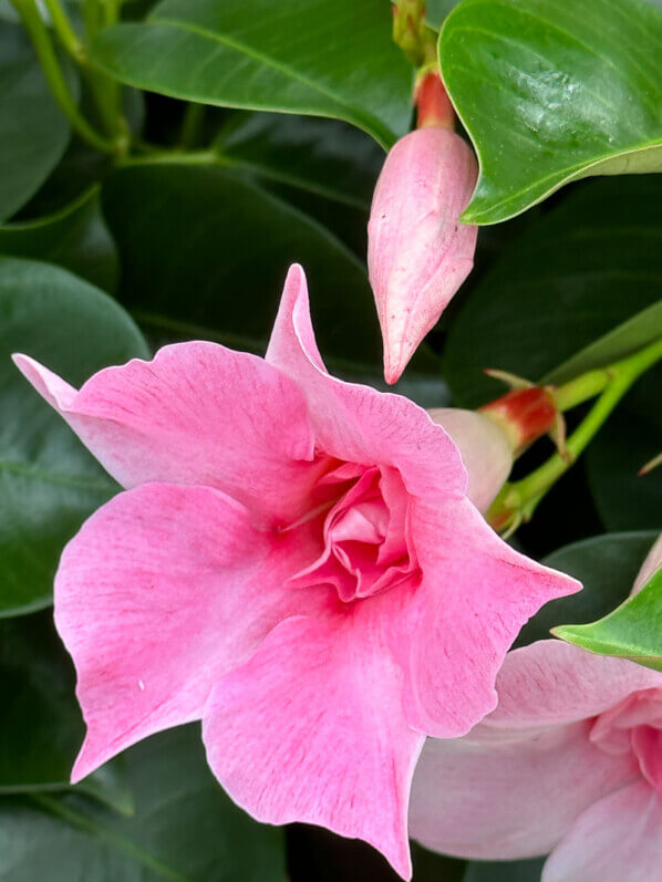 Mandevilla Sundaville Double Blush Pink, Voltz Horticulture