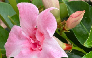 Mandevilla Sundaville Double Blush Pink, Voltz Horticulture