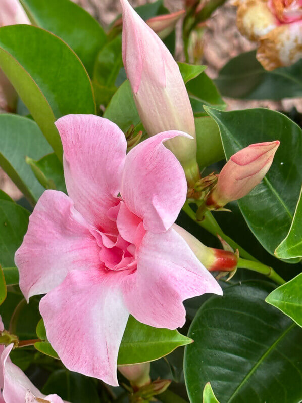 Mandevilla Sundaville Double Blush Pink, Voltz Horticulture
