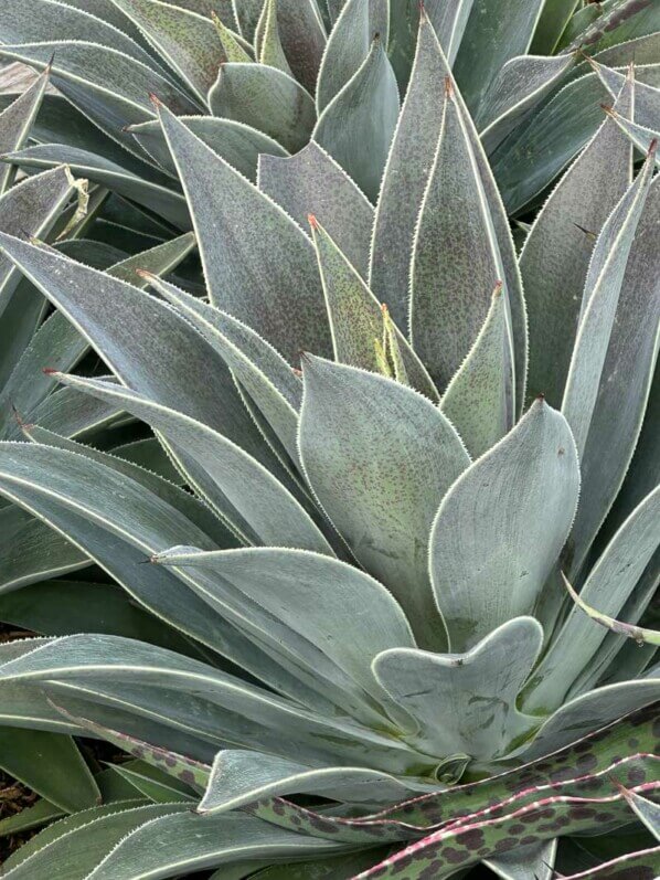 Mangave Mad of Mangave 'Lavender Lady', Summer trials, Voltz Horticulture