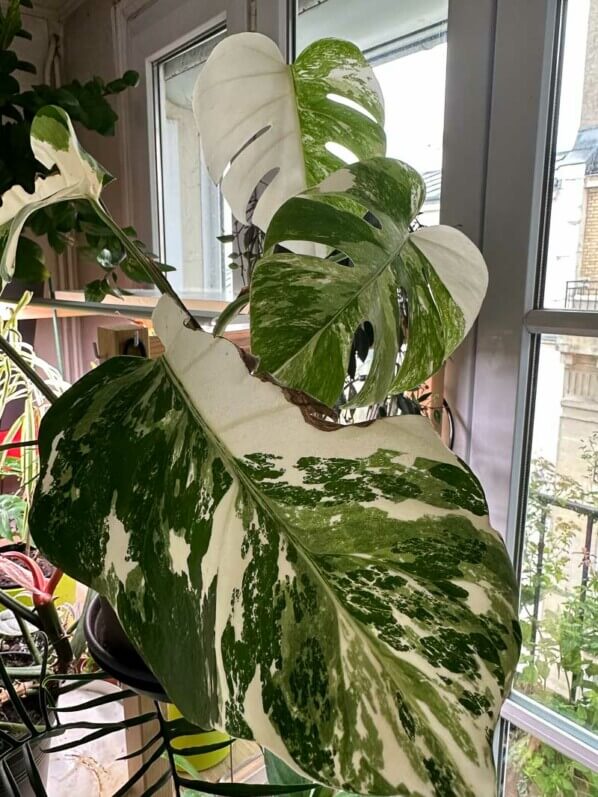 Lire la suite à propos de l’article Belle panachure pour mon Monstera
