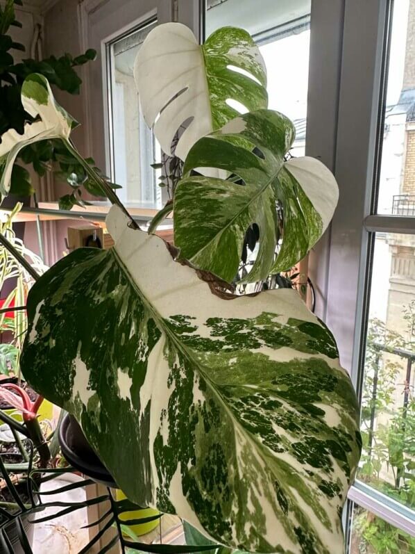 Monstera deliciosa 'Variegata', Araceae, plante d'intérieur, Paris 19e (75)