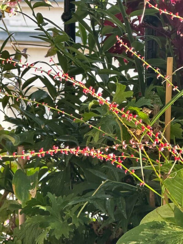 Lire la suite à propos de l’article Floraison de la renouée Persicaria virginiana ‘Painters Palette’