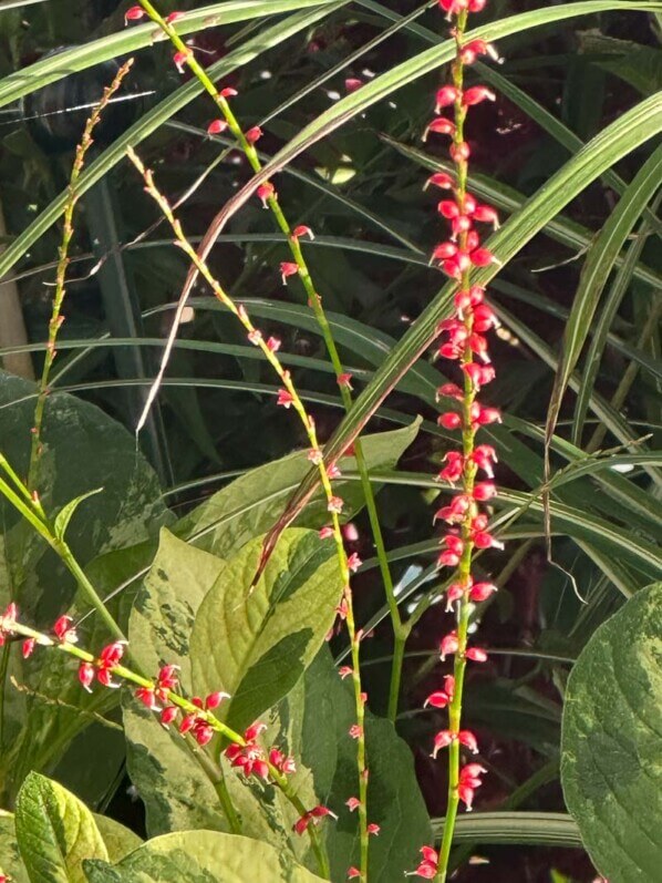 Persicaria virginiana 'Painter's Palette' en automne sur mon balcon, Paris 19e (75)