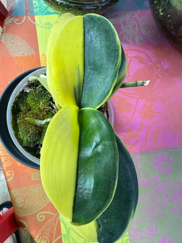 Lire la suite à propos de l’article Quelques nouvelles de mon Phalaenopsis à feuillage panaché en demi lune