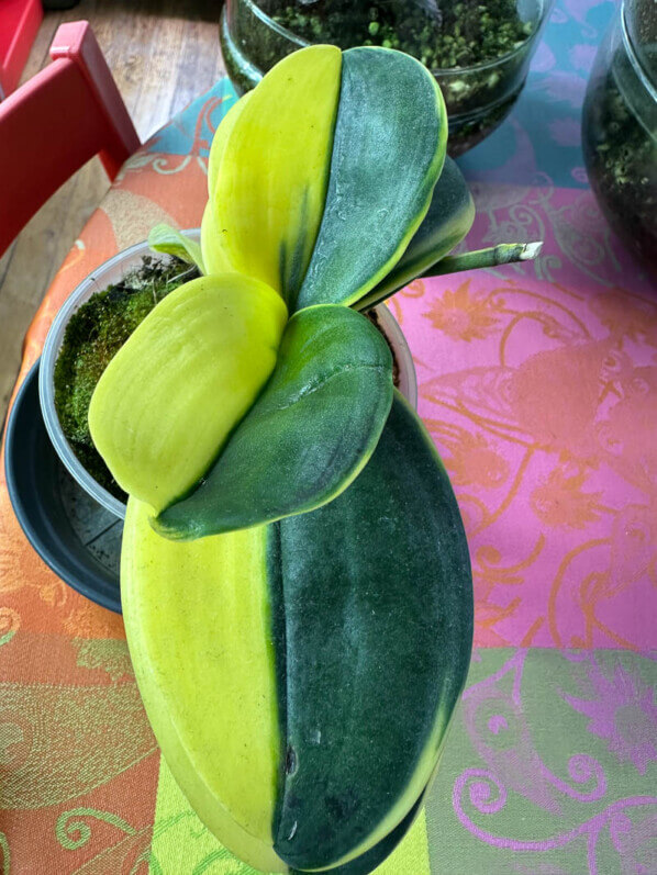 Phalaenopsis à feuillage panaché, plante d'intérieur, Paris 19e (75)