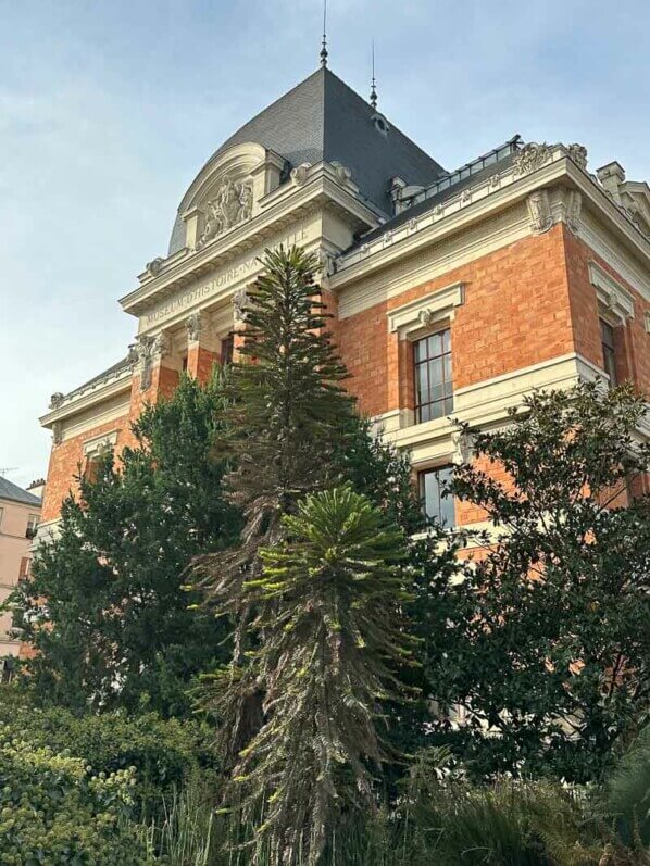 Pin de Wollemi en automne dans le Jardin des Plantes, Paris 5e (75)