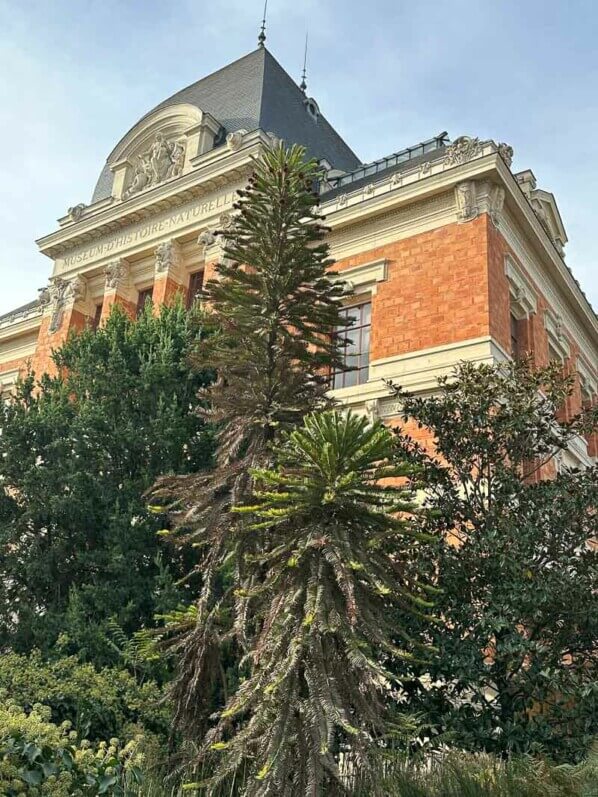 Pin de Wollemi en automne dans le Jardin des Plantes, Paris 5e (75)